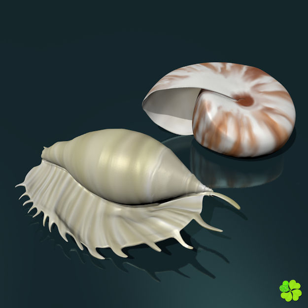 Realistic shells low poly shell Low-poly 3D model_7