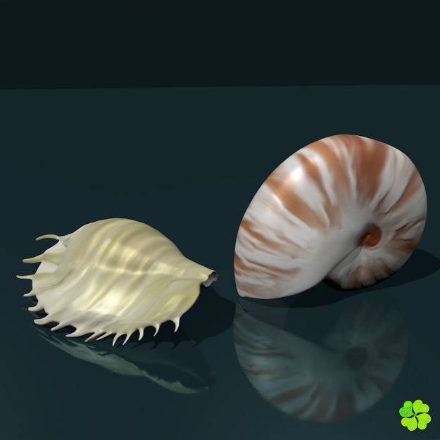 Realistic shells low poly shell Low-poly 3D model_2