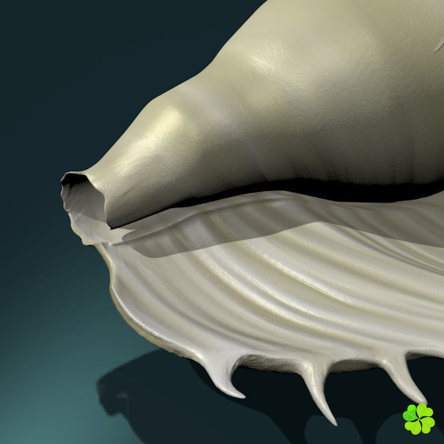Realistic shells low poly shell Low-poly 3D model_16
