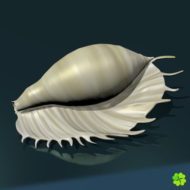 Realistic shells low poly shell Low-poly 3D model_3