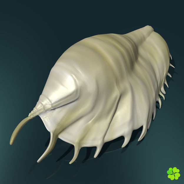 Realistic shells low poly shell Low-poly 3D model_5