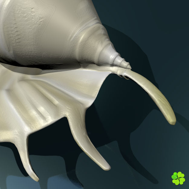 Realistic shells low poly shell Low-poly 3D model_17