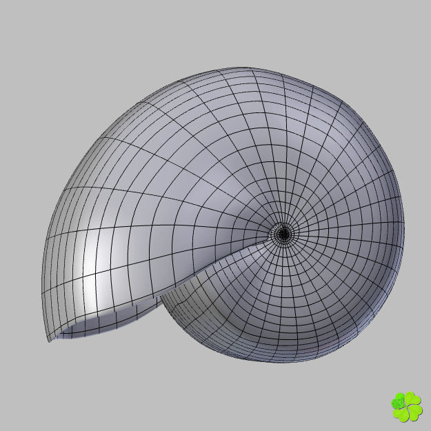 Realistic shells low poly shell Low-poly 3D model_22