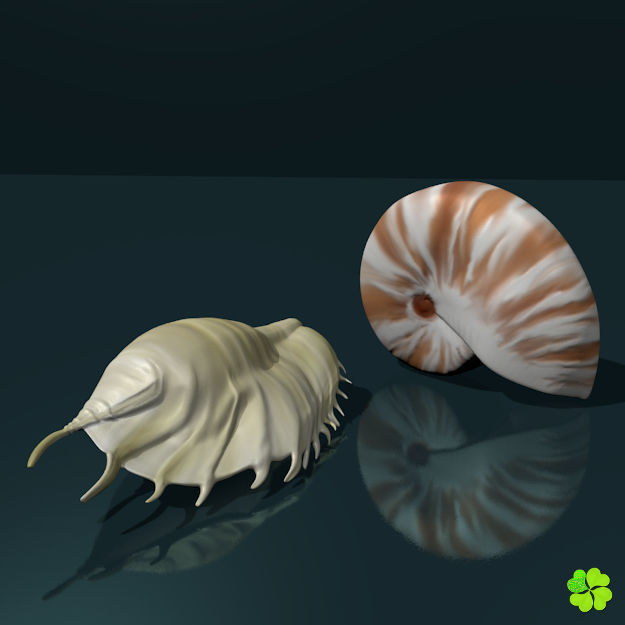 Realistic shells low poly shell Low-poly 3D model_1