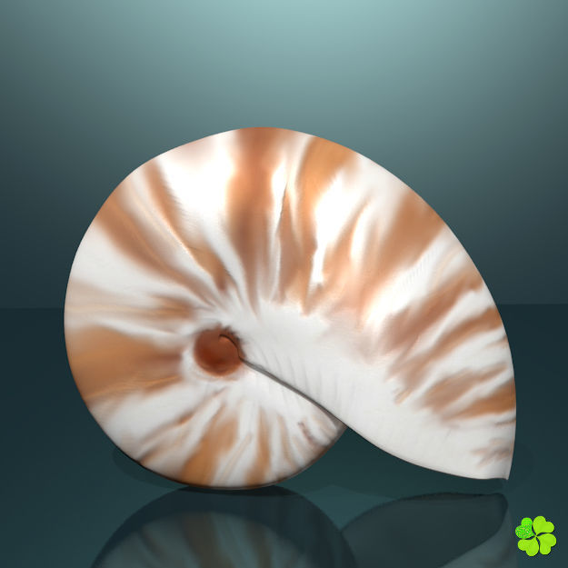 Realistic shells low poly shell Low-poly 3D model_13