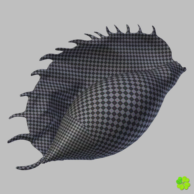 Realistic shells low poly shell Low-poly 3D model_36