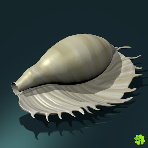 Realistic shells low poly shell Low-poly 3D model_9