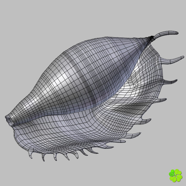 Realistic shells low poly shell Low-poly 3D model_18
