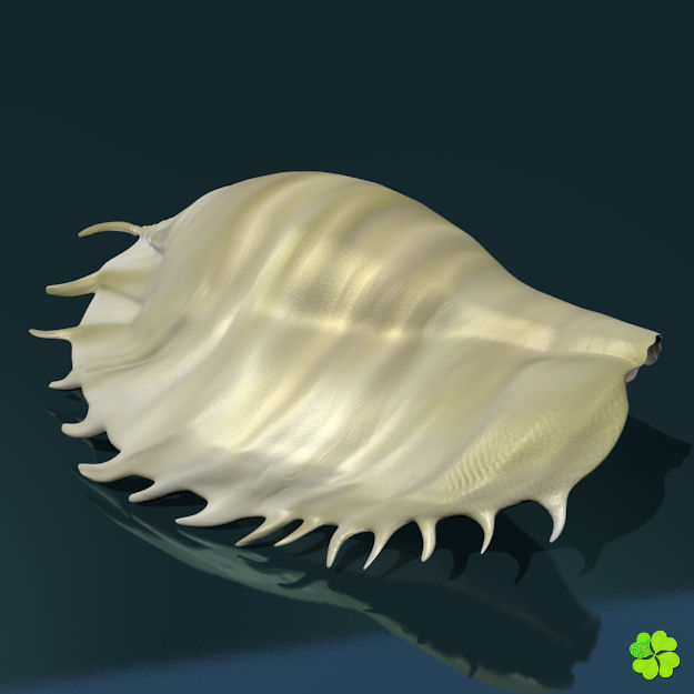 Realistic shells low poly shell Low-poly 3D model_4