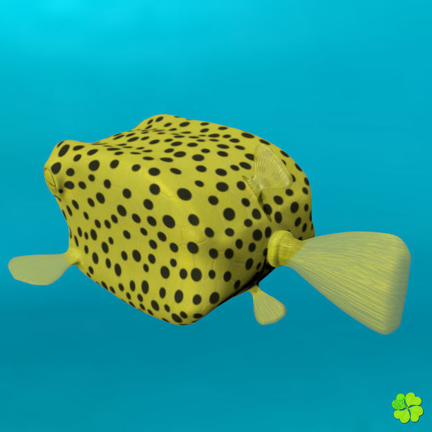 Boxfish yellow low poly Low-poly 3D model_9