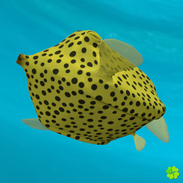 Boxfish yellow low poly Low-poly 3D model_7