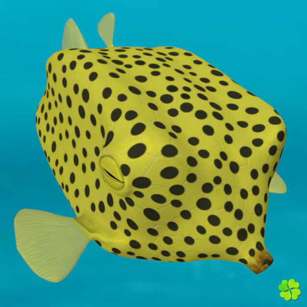 Boxfish yellow low poly Low-poly 3D model_10