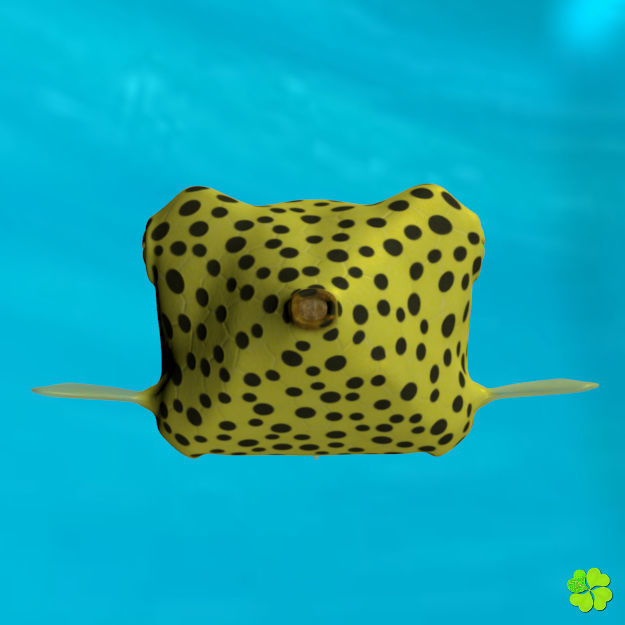 Boxfish yellow low poly Low-poly 3D model_3