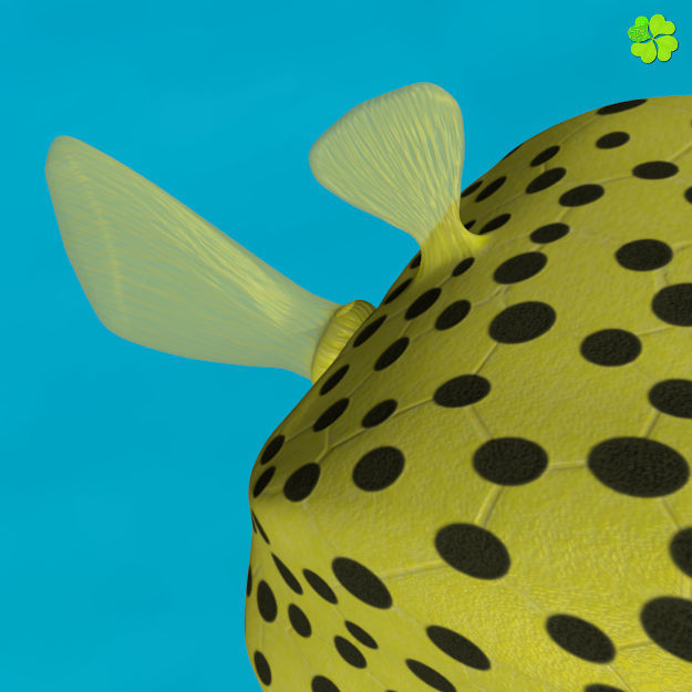 Boxfish yellow low poly Low-poly 3D model_5