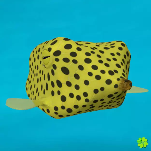 Boxfish yellow low poly Low-poly 3D model_0