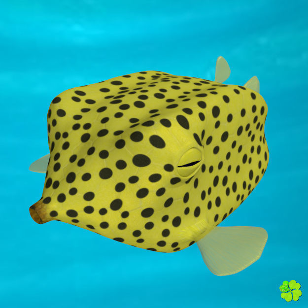 Boxfish yellow low poly Low-poly 3D model_1