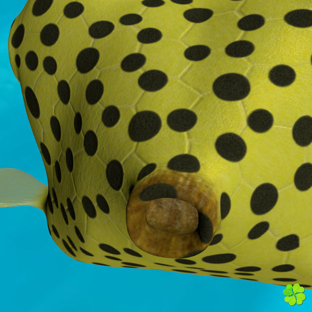 Boxfish yellow low poly Low-poly 3D model_6