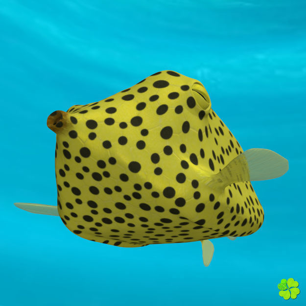 Boxfish yellow low poly Low-poly 3D model_2