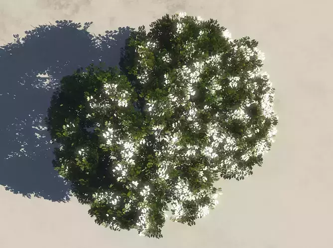 Summer Cherry Tree 2