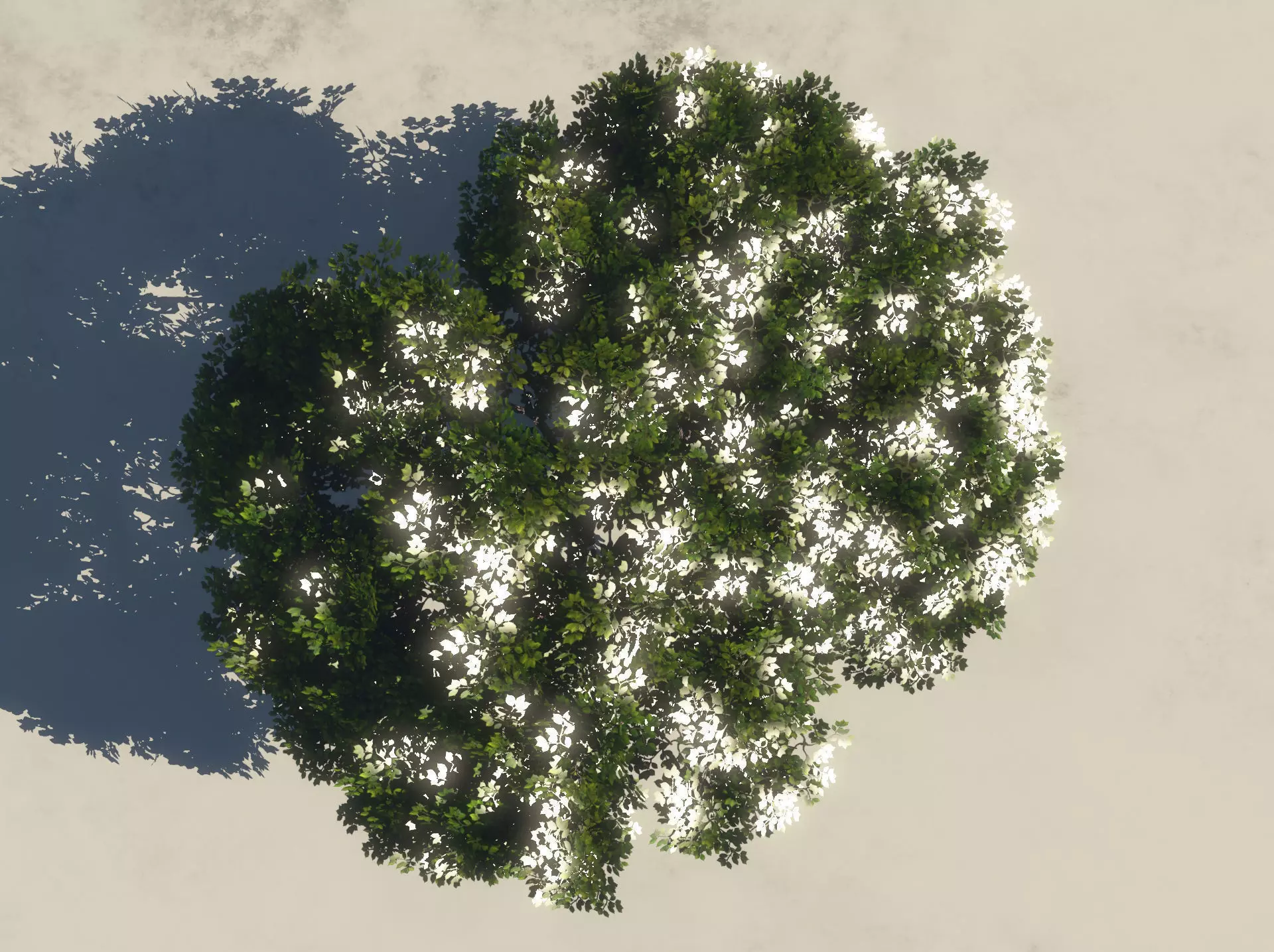 Summer Cherry Tree 2 3D model_0