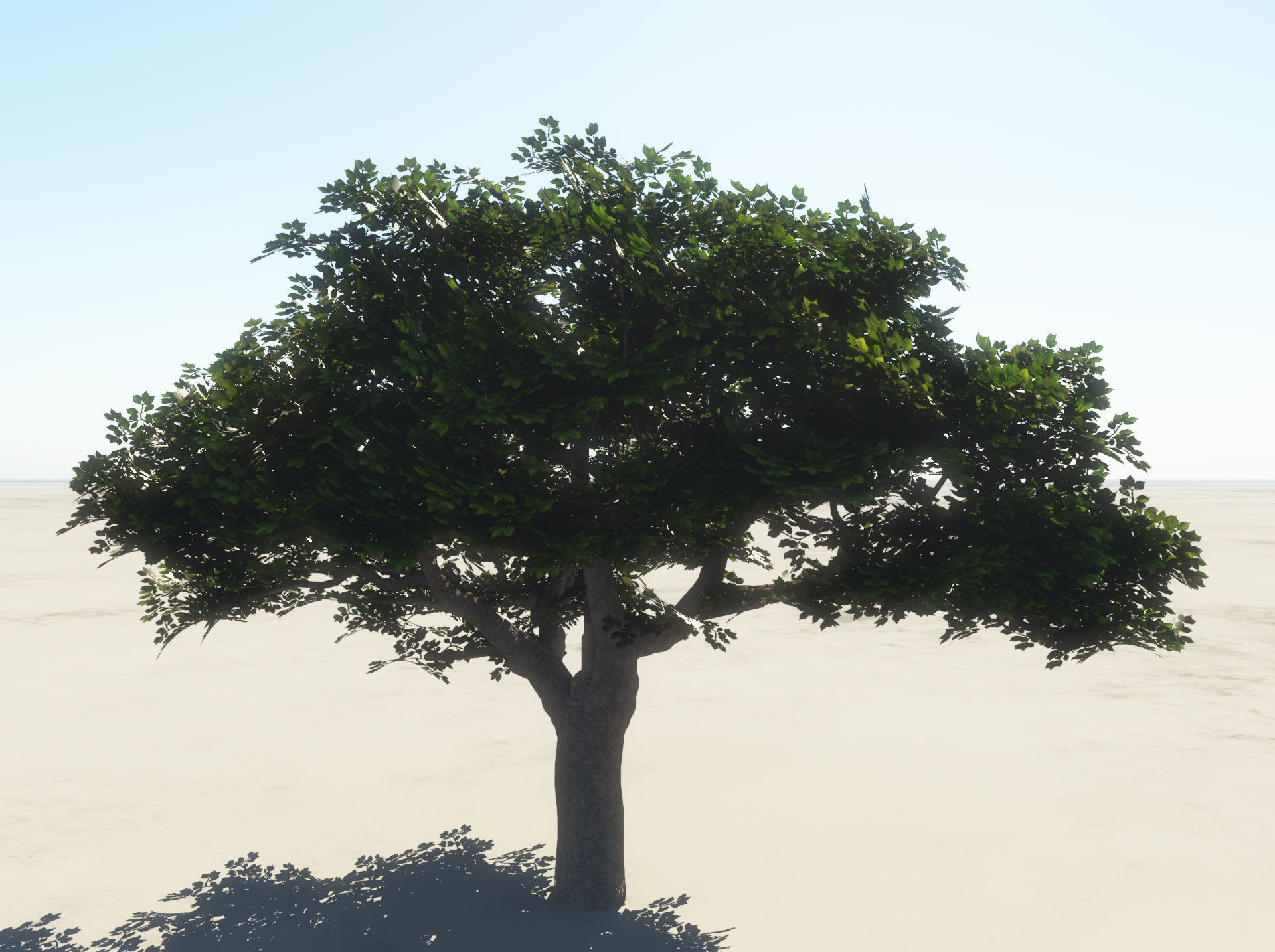 Summer Cherry Tree 2 3D model_2