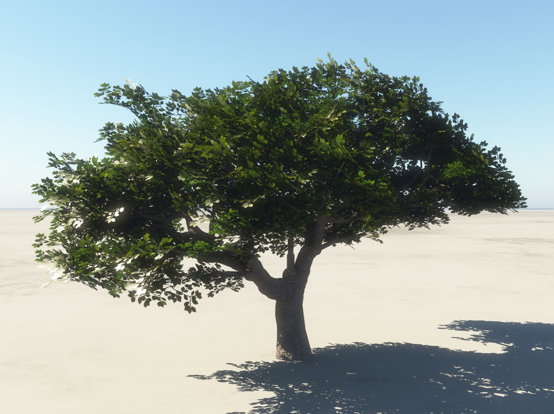 Summer Cherry Tree 2 3D model_3