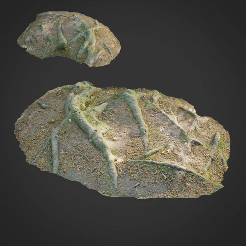 3d scanned nature forest roots 011 Low-poly 3D model