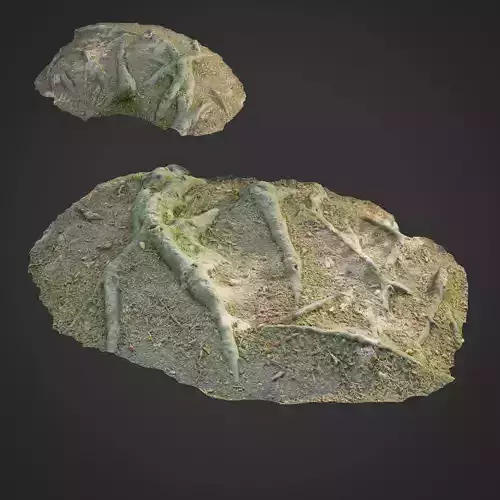 3d scanned nature forest roots 011