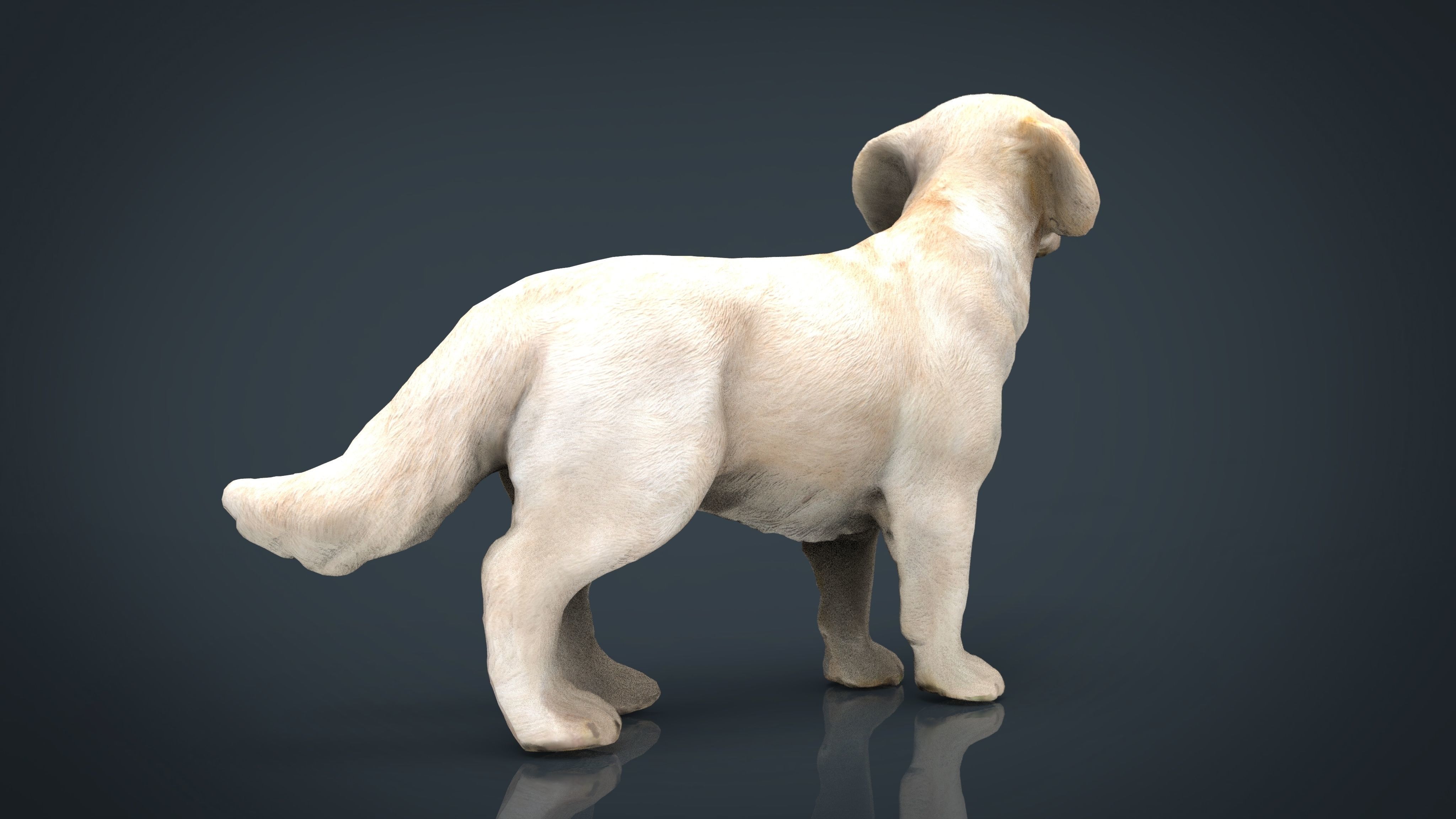 Labrador Retriever Low-poly 3D model_13