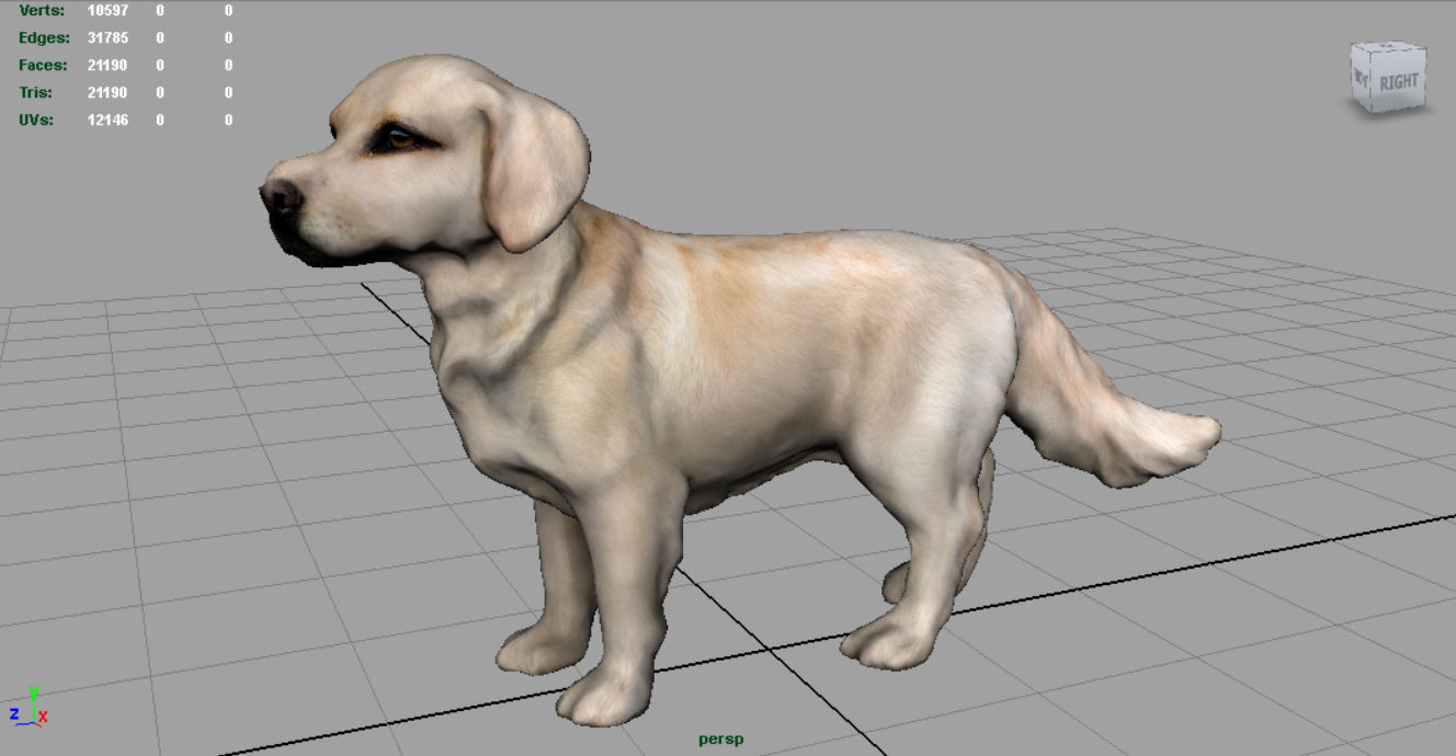 Labrador Retriever Low-poly 3D model_3