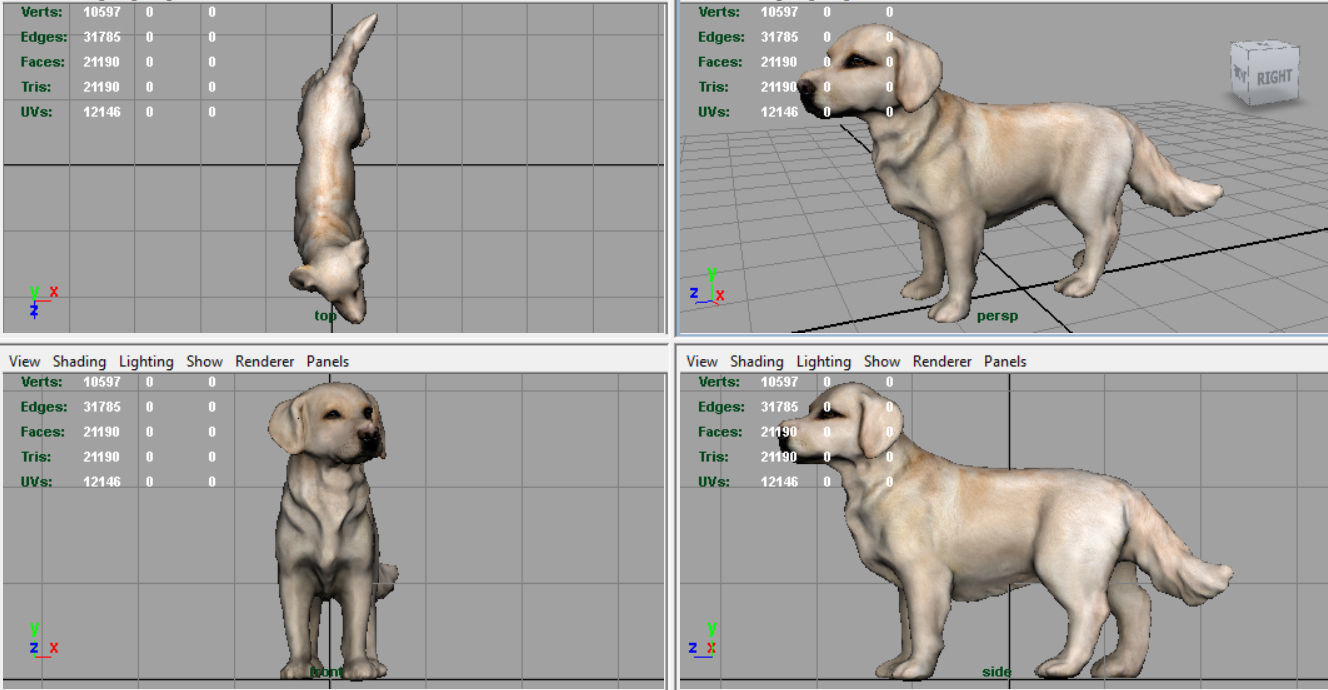 Labrador Retriever Low-poly 3D model_8