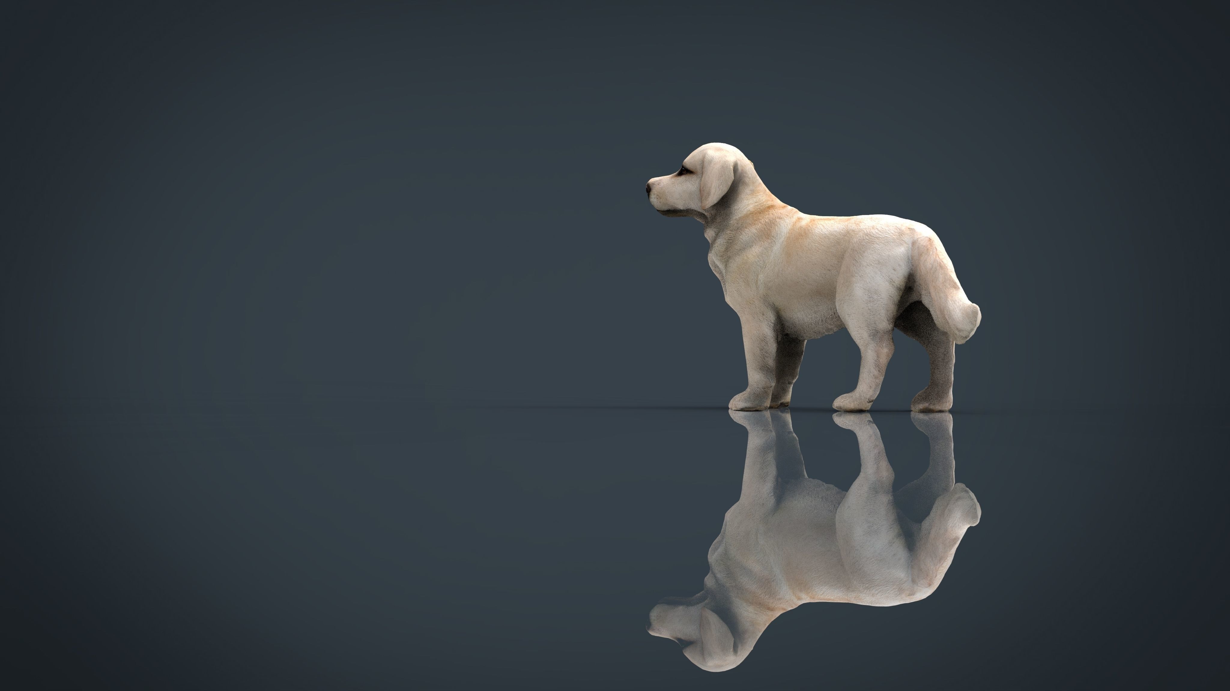 Labrador Retriever Low-poly 3D model_14