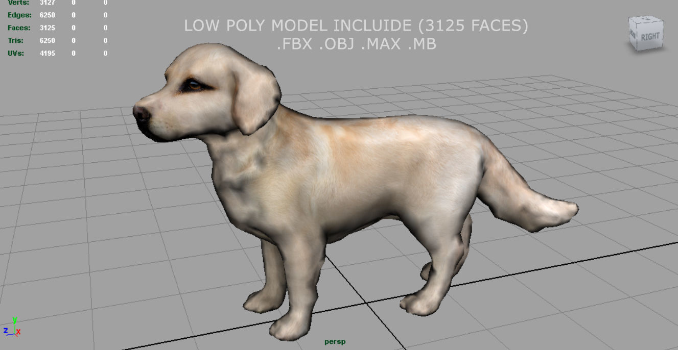 Labrador Retriever Low-poly 3D model_6