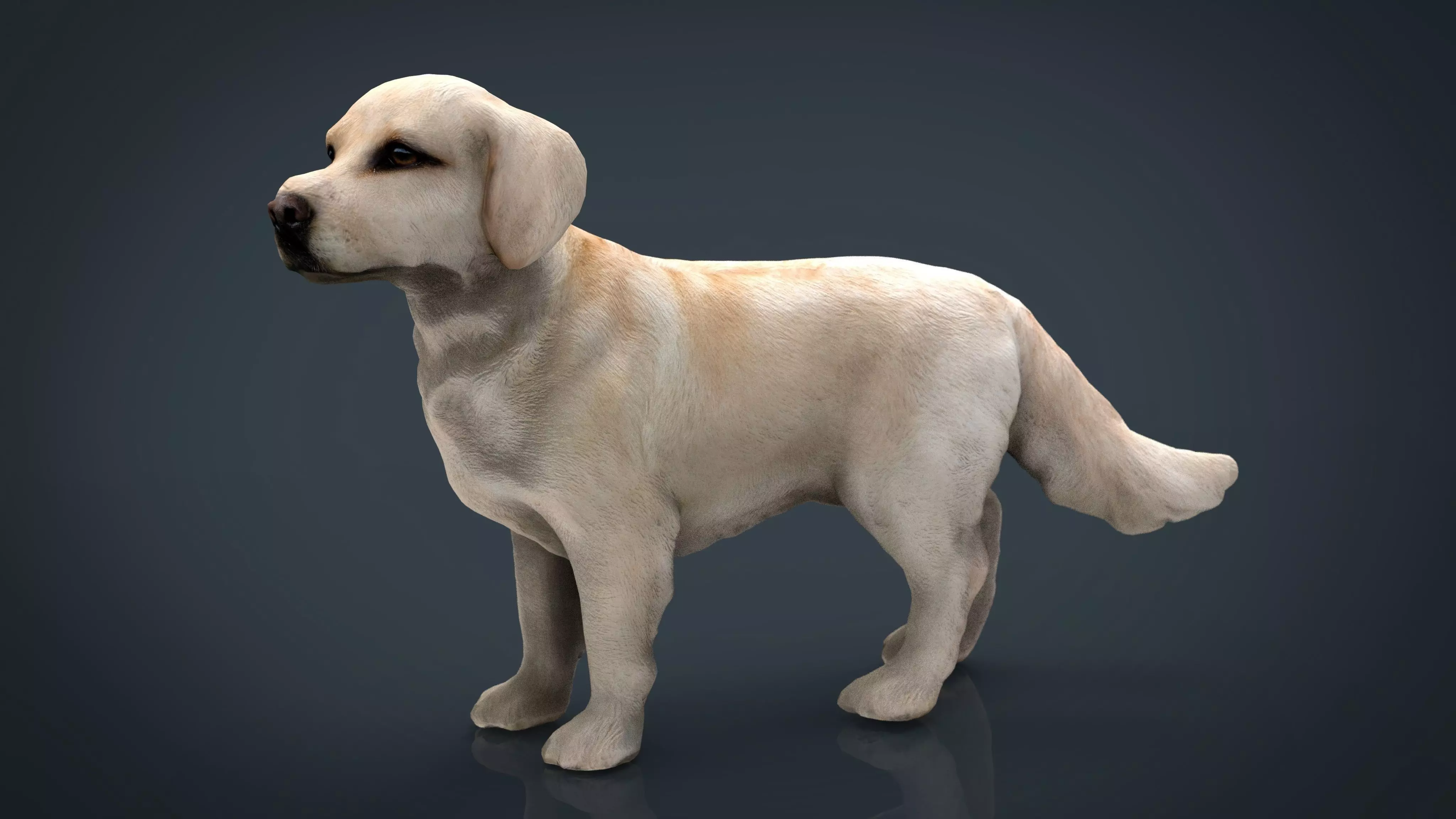 Labrador Retriever Low-poly 3D model_0