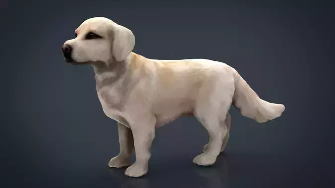 Labrador Retriever