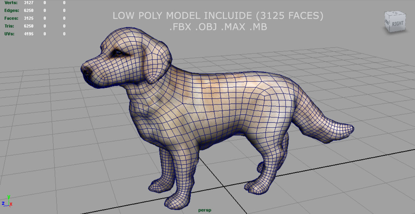 Labrador Retriever Low-poly 3D model_5