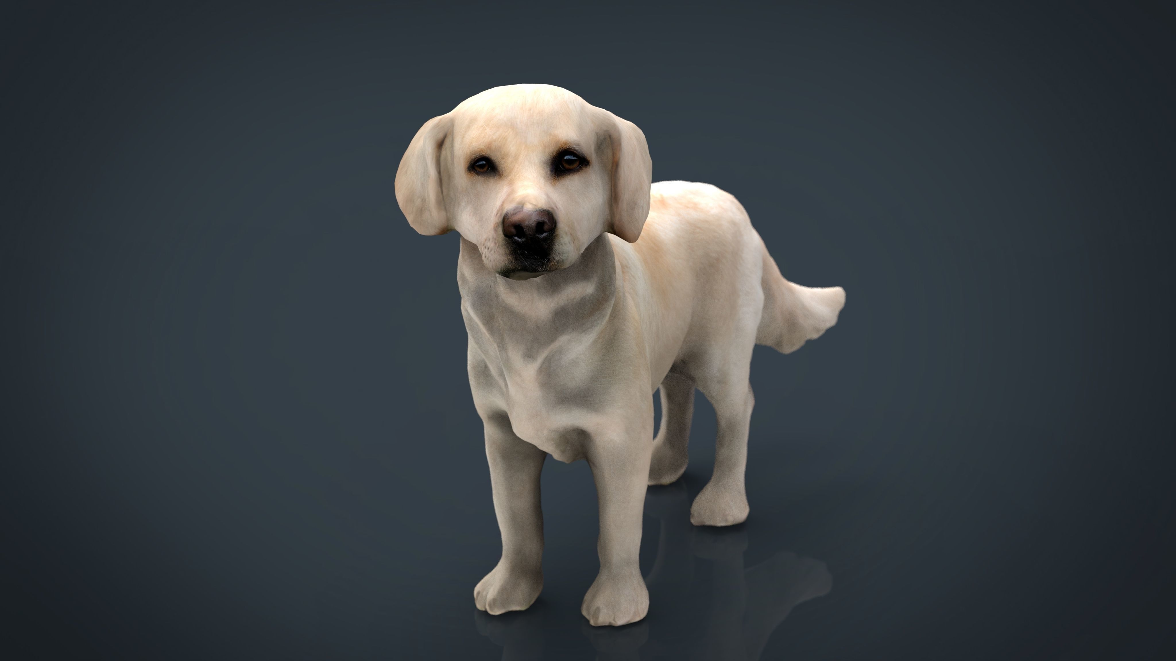 Labrador Retriever Low-poly 3D model_9
