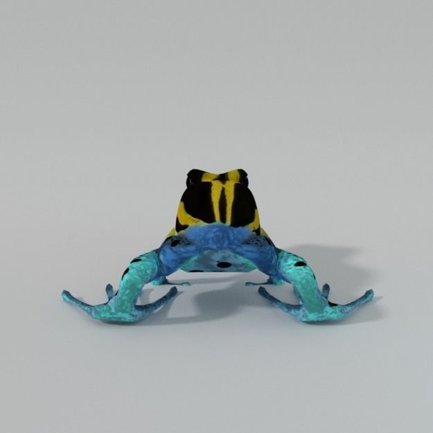 Amazonian Frog Low-poly 3D model_5