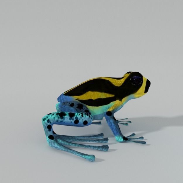 Amazonian Frog Low-poly 3D model_3