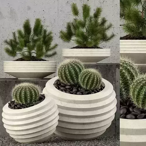 Plants collection 58