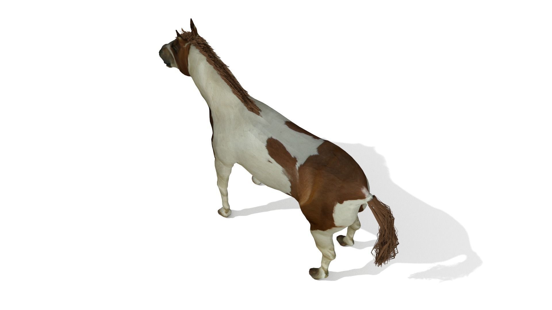 Detailed Paint Horse - Pinto 3D model_4
