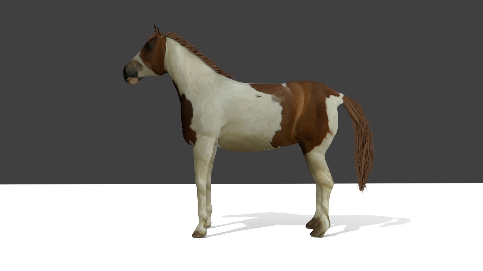 Detailed Paint Horse - Pinto 3D model_2