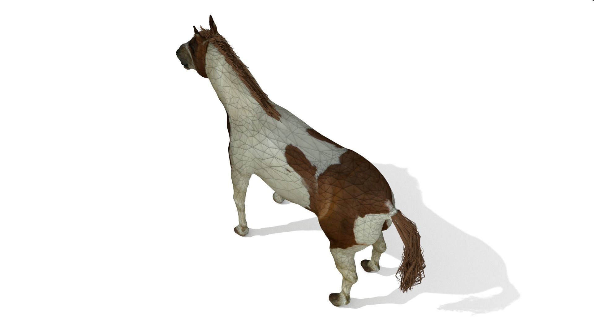 Detailed Paint Horse - Pinto 3D model_6