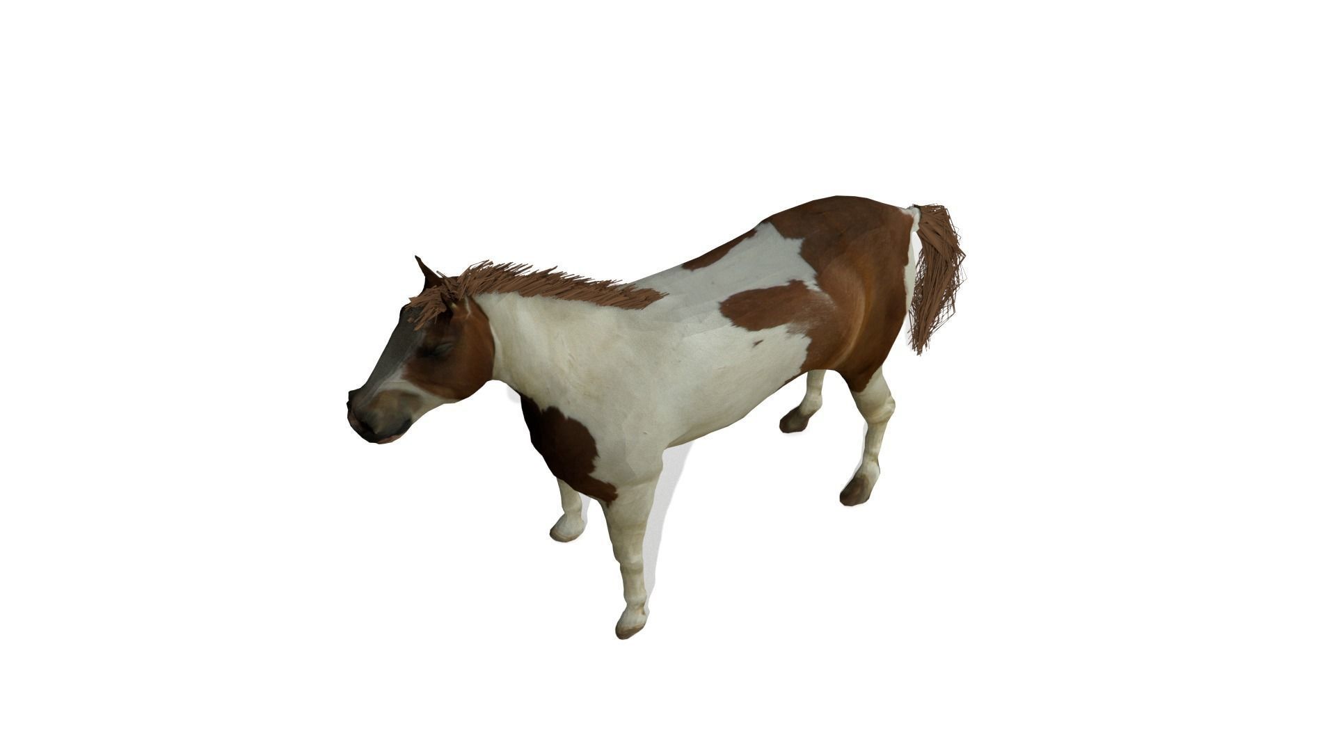 Detailed Paint Horse - Pinto 3D model_1