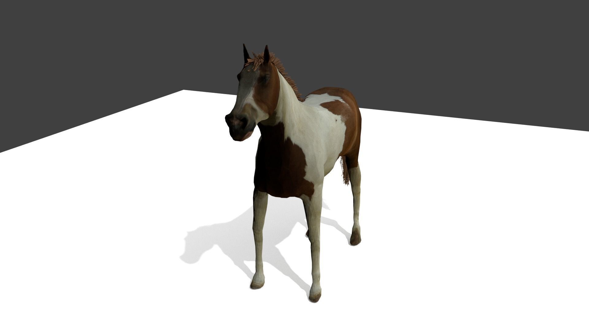 Detailed Paint Horse - Pinto 3D model_3
