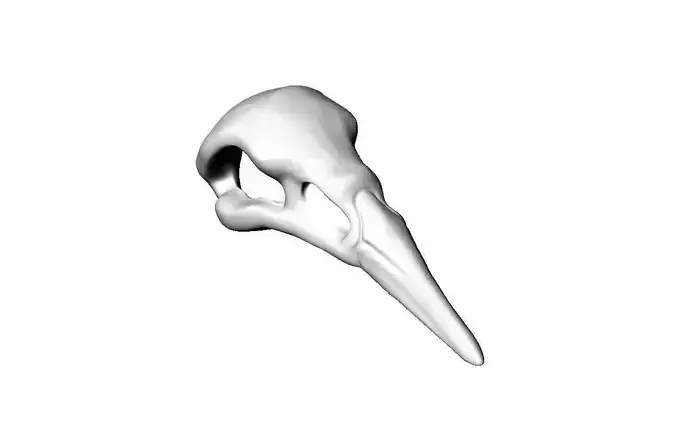 Raven Skull
