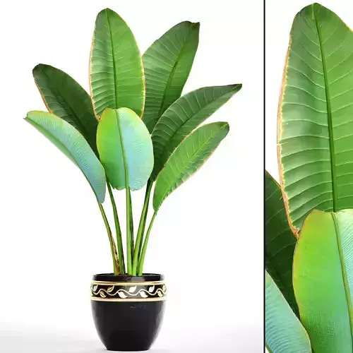 Ravenala palm 4 3D model