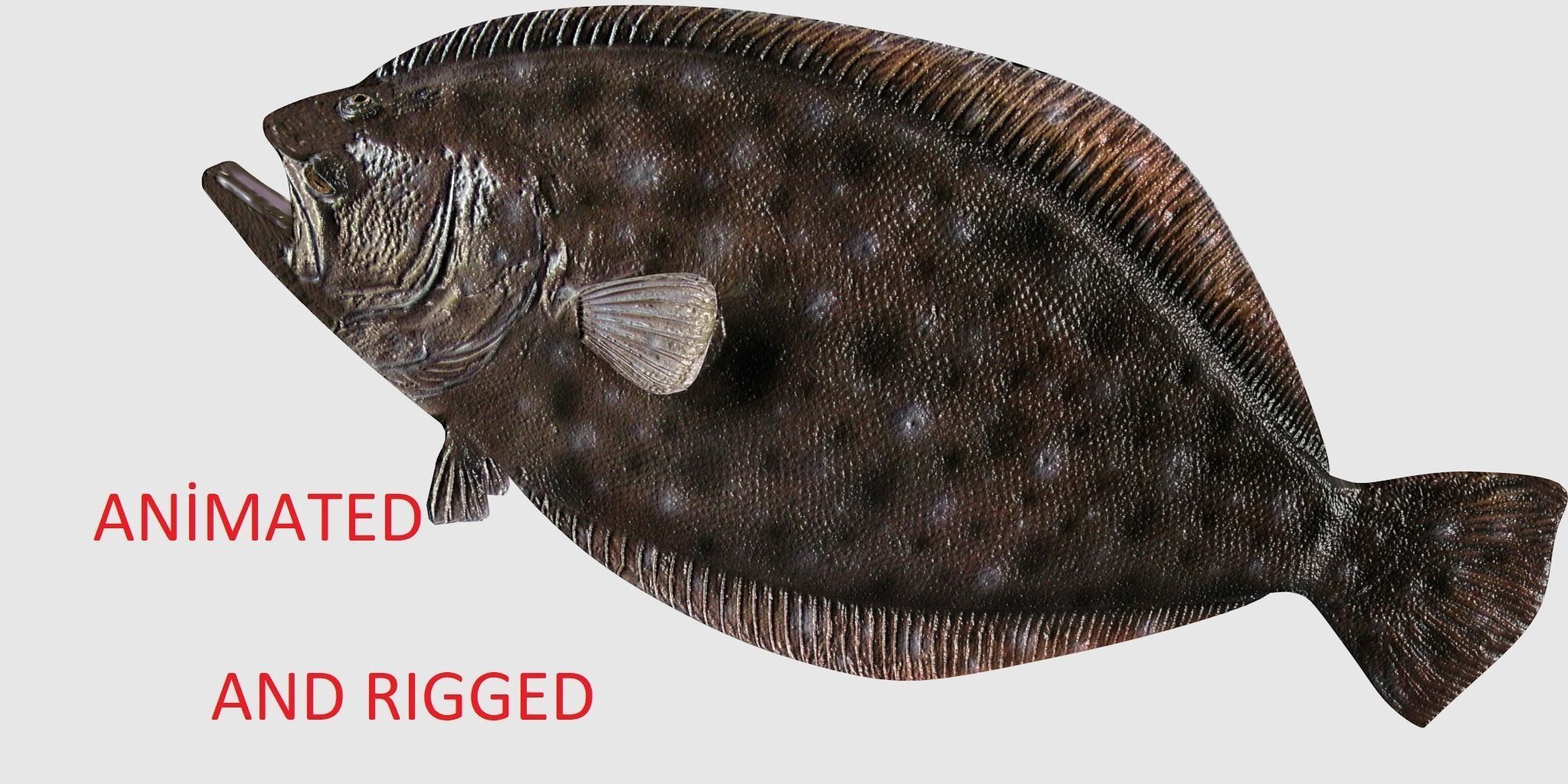 Flounder Fish Low-poly 3D model_0