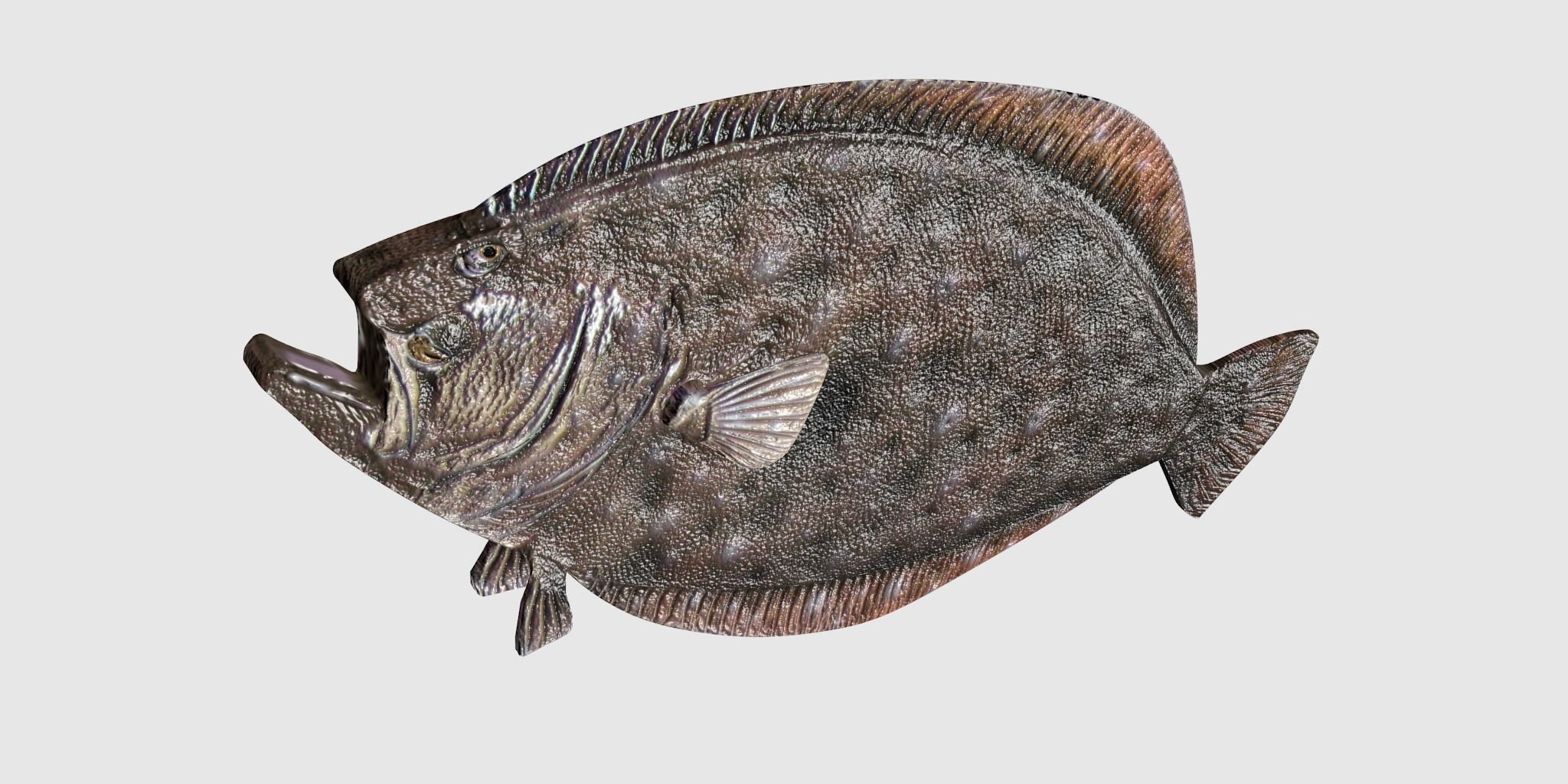 Flounder Fish Low-poly 3D model_3