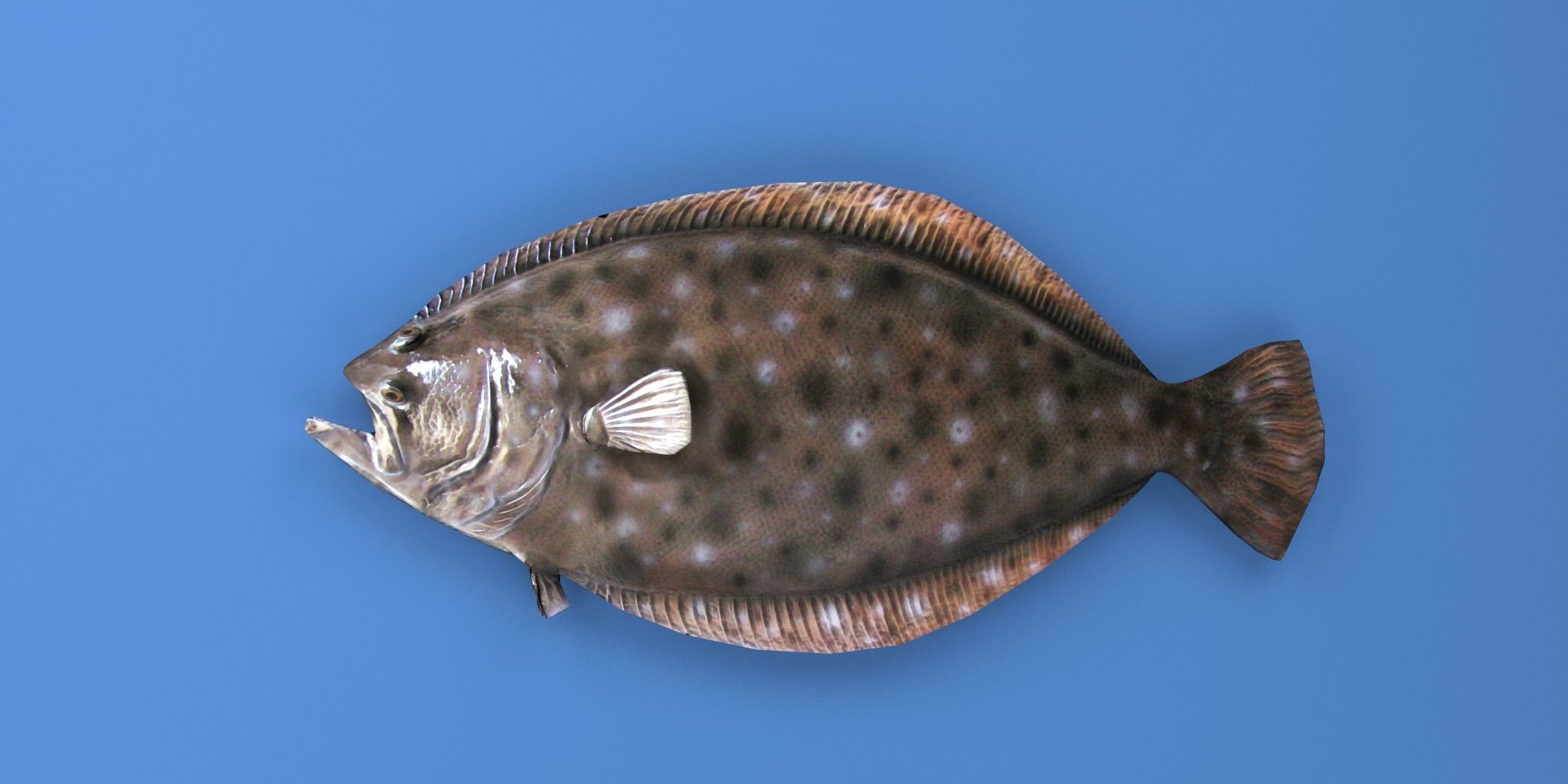 Flounder Fish Low-poly 3D model_1